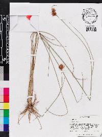 Rhynchospora tracyi image