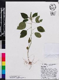 Acalypha setosa image