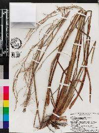 Schizachyrium stoloniferum image