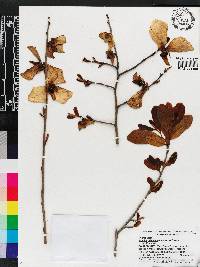 Asimina reticulata image