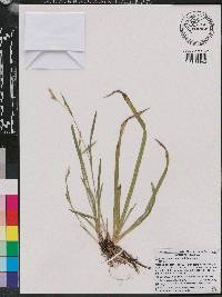 Carex gholsonii image