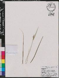 Carex dasycarpa image