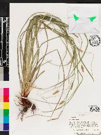 Carex cherokeensis image