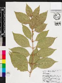 Ligustrum lucidum image