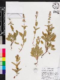 Stachys floridana image