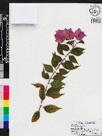 Bougainvillea glabra image