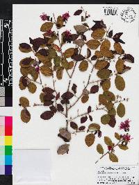 Loropetalum chinense image