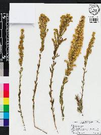 Solidago sempervirens image