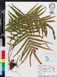 Pteris vittata image