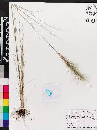 Aristida spiciformis image