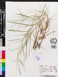 Panicum repens image