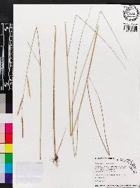 Spartina patens image