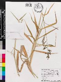 Urochloa mutica image