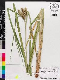 Carex comosa image