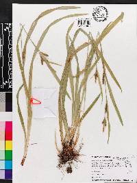 Carex gholsonii image