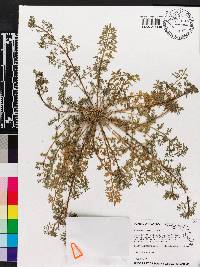 Lepidium didymum image