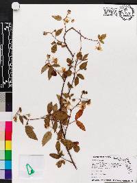 Rubus argutus image