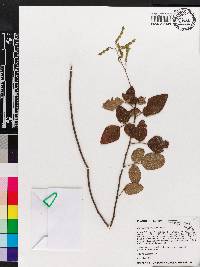 Desmodium floridanum image