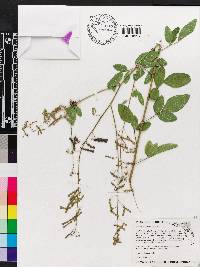 Desmodium tortuosum image