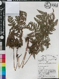 Polystichopsis chaerophylloides image