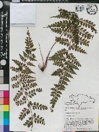 Asplenium cuneatum image