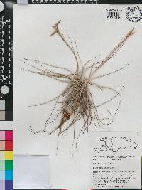 Tillandsia schiedeana image