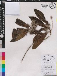 Rondeletia barahonensis image