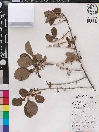 Rondeletia brauseana image