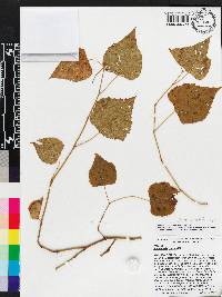 Ampelopsis cordata image