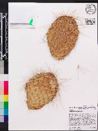 Opuntia polyacantha image