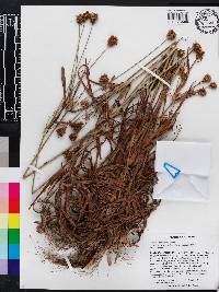 Cyperus plukenetii image