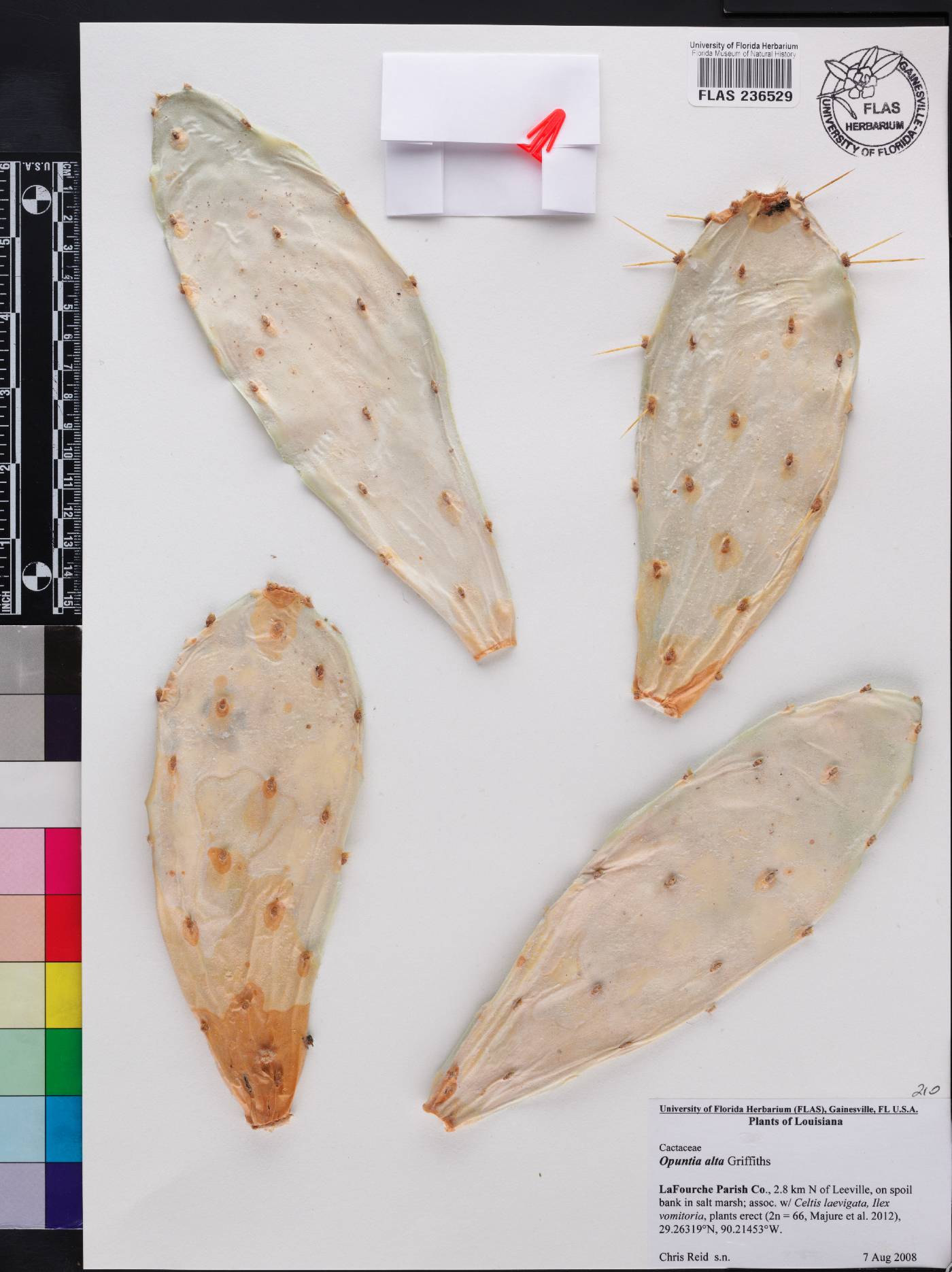 Opuntia alta image