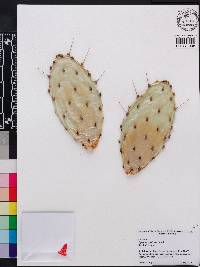 Opuntia austrina image