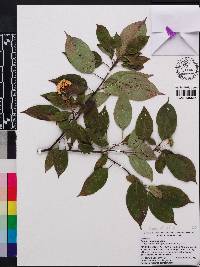 Cornus racemosa image