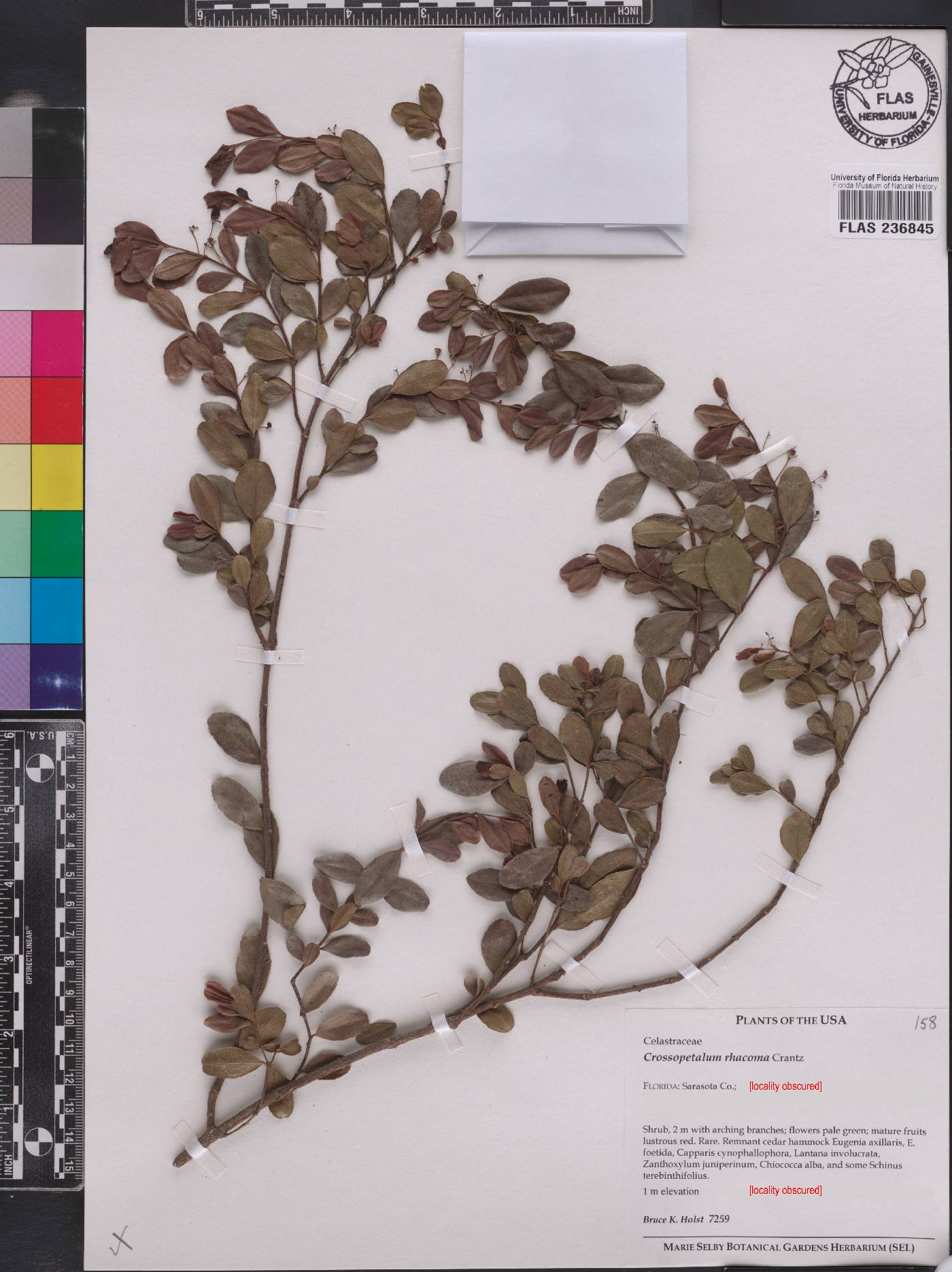 Crossopetalum rhacoma image