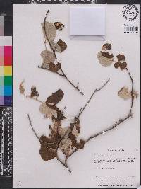 Vitis shuttleworthii image