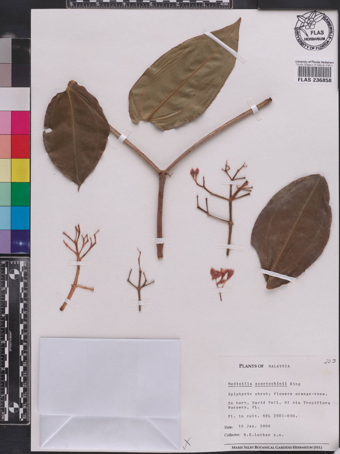 Medinilla scortechinii image