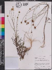 Balduina angustifolia image