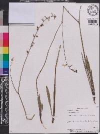 Lobelia paludosa image