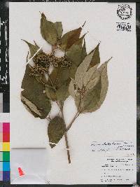 Miconia christophoriana image