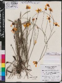 Coreopsis linifolia image