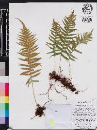 Polypodium glycyrrhiza image