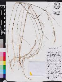 Aristida purpurascens image