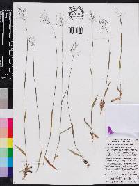 Dichanthelium tenue image