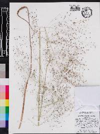 Eragrostis hirsuta image