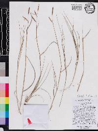 Spartina patens image