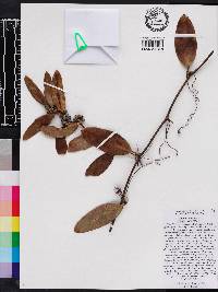 Smilax laurifolia image