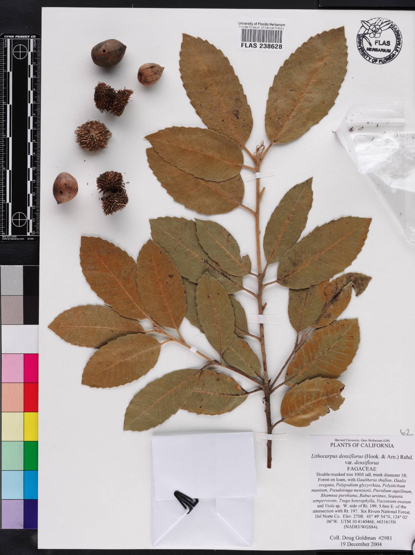 Lithocarpus densiflorus image