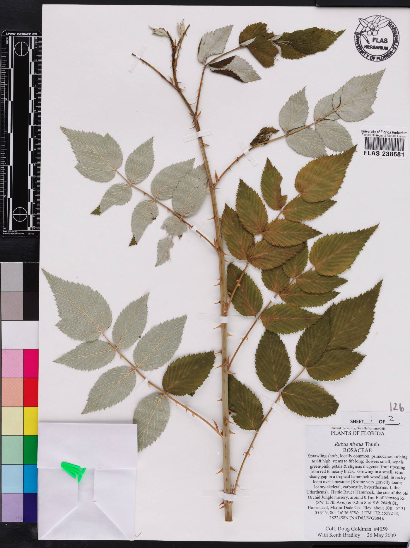 Rubus niveus image