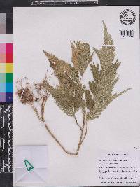 Selaginella wallichii image